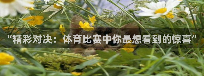 “精彩对决：体育比赛中你最想看到的惊喜”