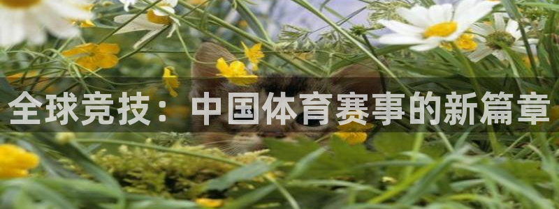 全球竞技：中国体育赛事的新篇章